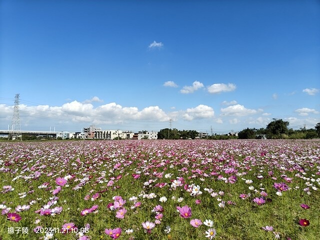2023桃園仙草嘉年華，活動日期：2023/11/25～20