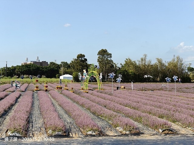 2023桃園仙草嘉年華，活動日期：2023/11/25～20