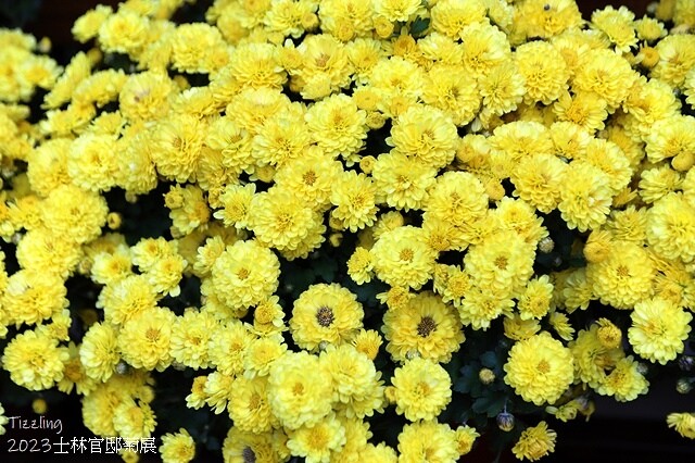 2023士林官邸菊展|菊藝生活,活動日期:2023/11/2