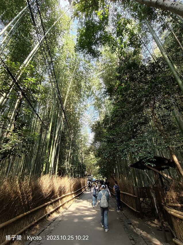 2023環遊關西5日|第2天(上)|京都嵐山竹林小徑|京都野
