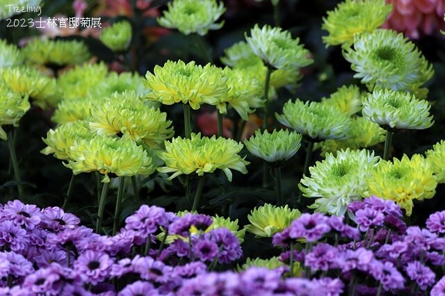 2023士林官邸菊展|菊藝生活,活動日期:2023/11/2