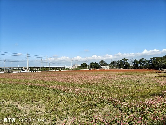 2023桃園仙草嘉年華，活動日期：2023/11/25～20