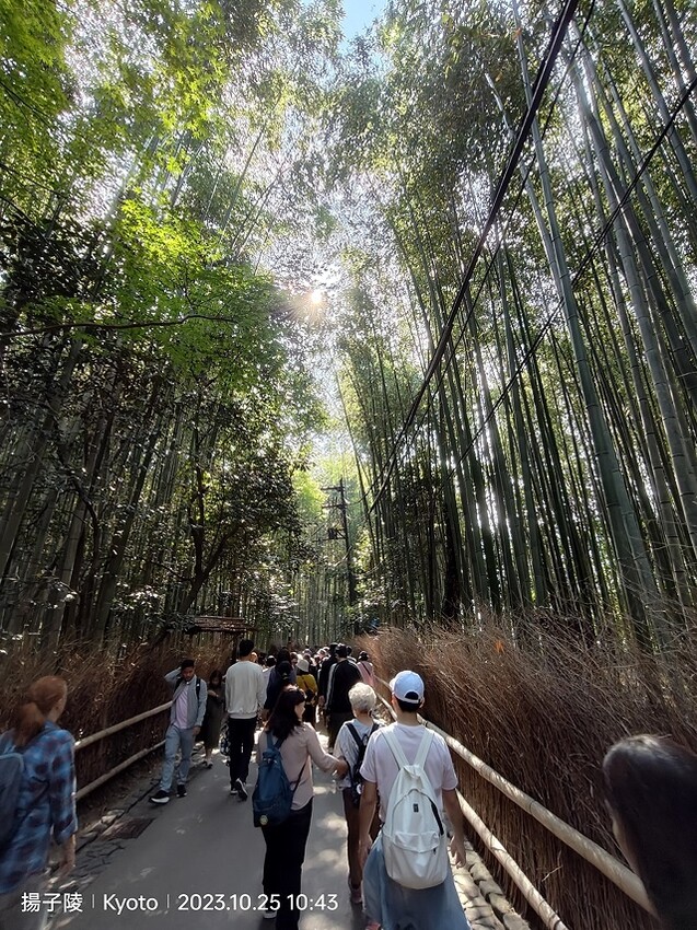 2023環遊關西5日|第2天(上)|京都嵐山竹林小徑|京都野
