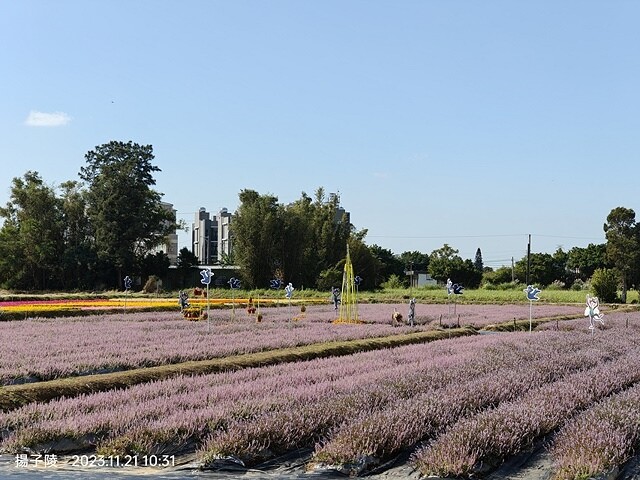 2023桃園仙草嘉年華，活動日期：2023/11/25～20