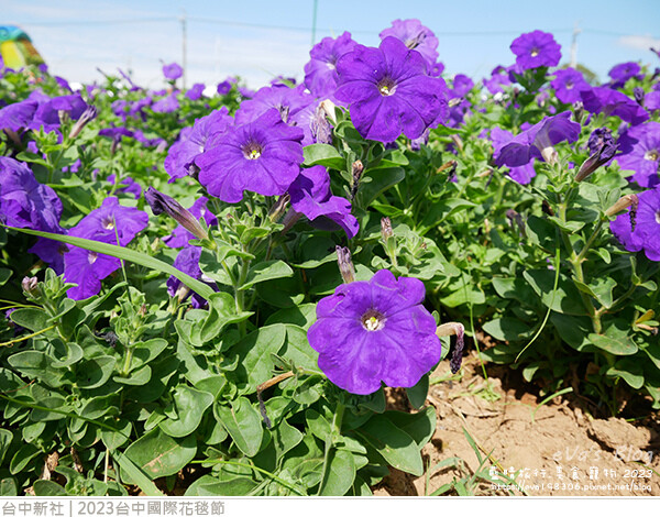 台中國際花毯節-34.jpg 台中國際花毯節-34.jpg