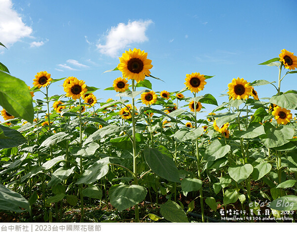 台中國際花毯節-52.jpg 台中國際花毯節-52.jpg