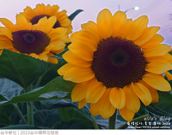 台中國際花毯節-80.jpg 台中國際花毯節-80.jpg