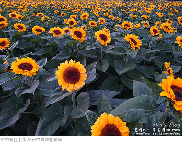 台中國際花毯節-78.jpg 台中國際花毯節-78.jpg