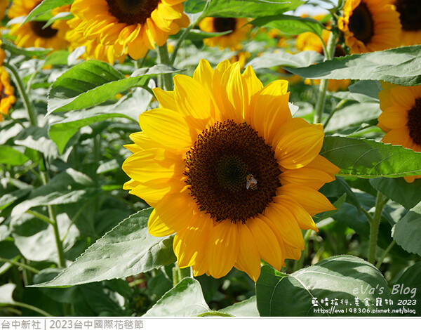 台中國際花毯節-53.jpg 台中國際花毯節-53.jpg