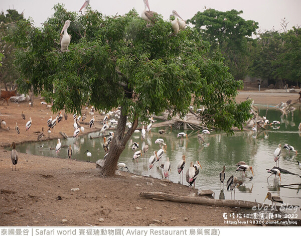 Safari world 賽福瑞動物園和鳥巢餐廳-16.jpg Safari world 賽福瑞動物園和鳥巢餐廳-16.jpg