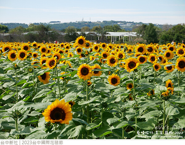 台中國際花毯節-51.jpg 台中國際花毯節-51.jpg