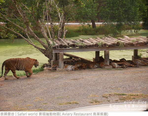 Safari world 賽福瑞動物園和鳥巢餐廳-21.jpg Safari world 賽福瑞動物園和鳥巢餐廳-21.jpg