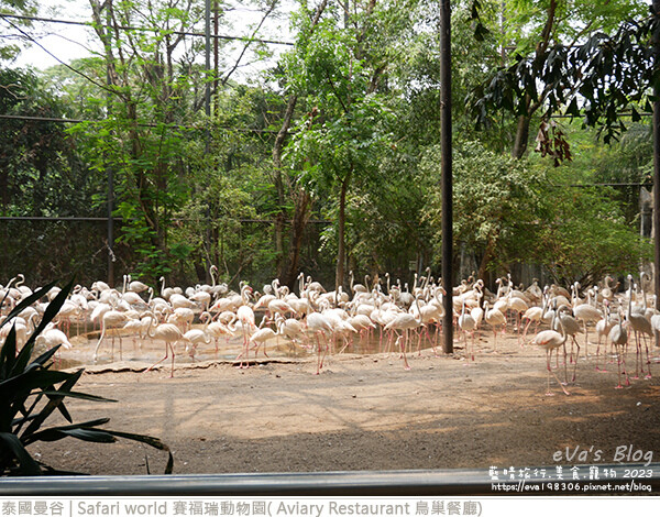 Safari world 賽福瑞動物園和鳥巢餐廳-43.jpg Safari world 賽福瑞動物園和鳥巢餐廳-43.jpg