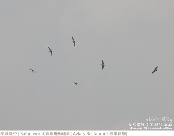 Safari world 賽福瑞動物園和鳥巢餐廳-11.jpg Safari world 賽福瑞動物園和鳥巢餐廳-11.jpg