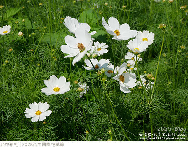 台中國際花毯節-32.jpg 台中國際花毯節-32.jpg