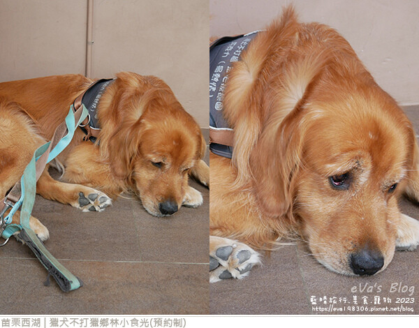 獵犬不打獵鄉林小食光-56.jpg