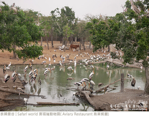 Safari world 賽福瑞動物園和鳥巢餐廳-17.jpg Safari world 賽福瑞動物園和鳥巢餐廳-17.jpg