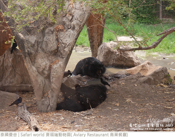 Safari world 賽福瑞動物園和鳥巢餐廳-22.jpg Safari world 賽福瑞動物園和鳥巢餐廳-22.jpg