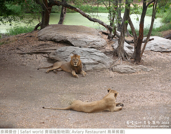 Safari world 賽福瑞動物園和鳥巢餐廳-18.jpg Safari world 賽福瑞動物園和鳥巢餐廳-18.jpg