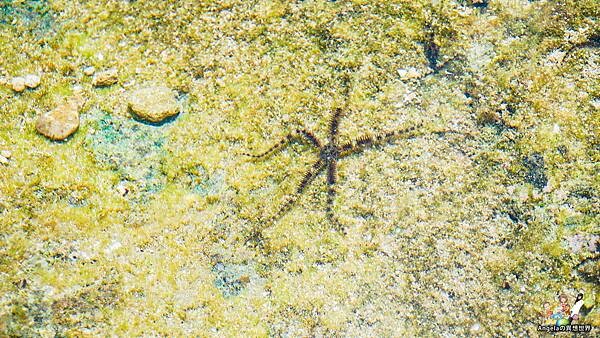 【屏東琉球景點】小琉球必訪景點•花瓶岩｜小琉球的重要地標之一｜浮潛熱門景點•與海龜相約