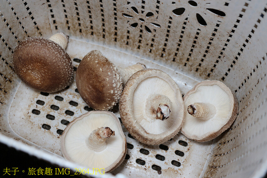 谷關泰好玩 山林生態愜意談 谷關泰好玩 山林生態愜意談