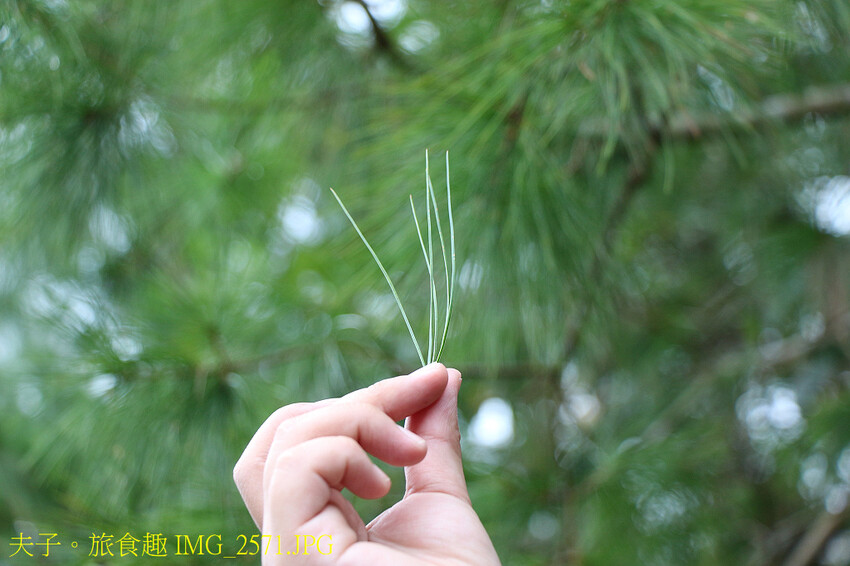 谷關泰好玩 山林生態愜意談 谷關泰好玩 山林生態愜意談