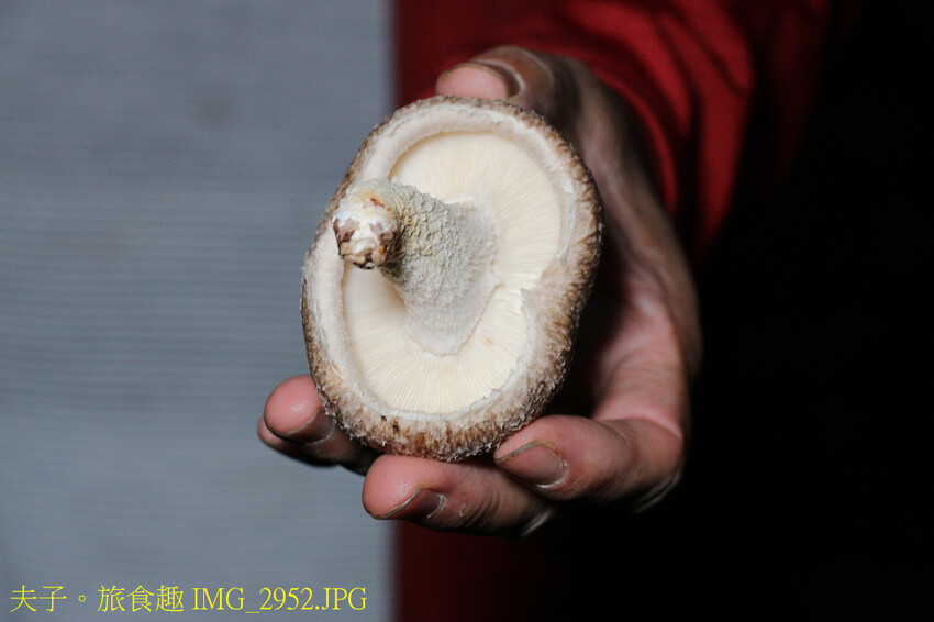 谷關泰好玩 山林生態愜意談 谷關泰好玩 山林生態愜意談