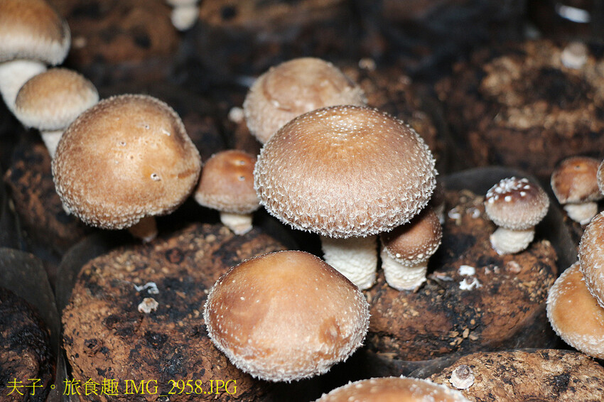 谷關泰好玩 山林生態愜意談 谷關泰好玩 山林生態愜意談