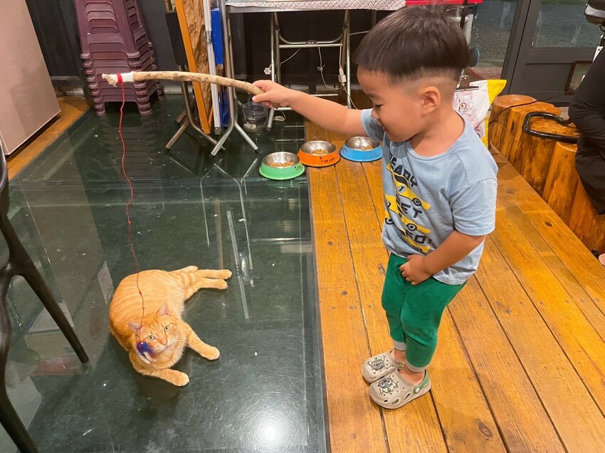 【南投住宿】埔里觀瀑渡假民宿-貓與瀑布的森呼吸旅宿，山嵐環繞美景，戲水池、KTV、餵魚、烤肉玩透透。