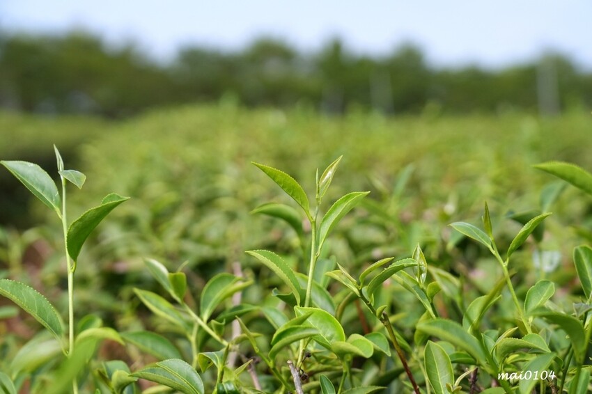 苗栗景點|苗栗銅鑼茶廠~不用跑到高山上也能享受茶園靜謐之美,提供免費停車場、每人入廠費100元可全額折