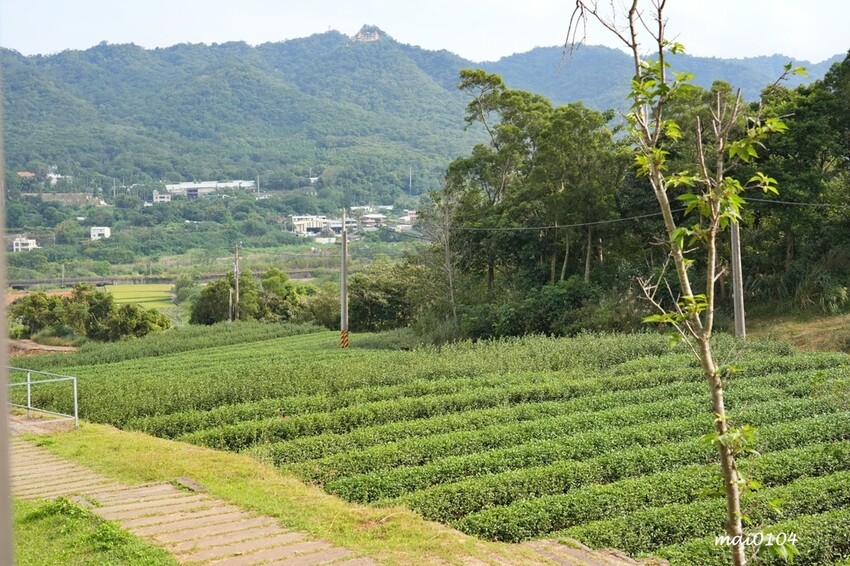 苗栗景點|苗栗銅鑼茶廠~不用跑到高山上也能享受茶園靜謐之美,提供免費停車場、每人入廠費100元可全額折