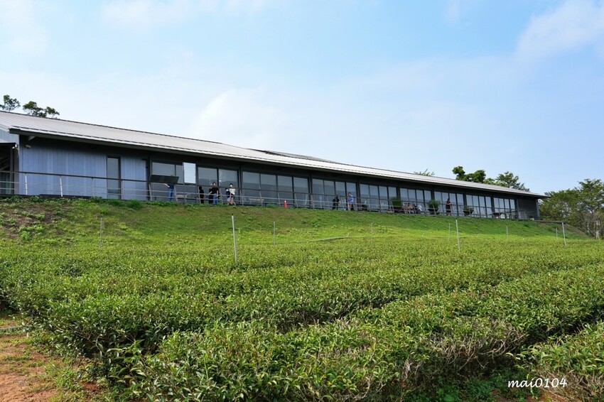 苗栗景點|苗栗銅鑼茶廠~不用跑到高山上也能享受茶園靜謐之美,提供免費停車場、每人入廠費100元可全額折