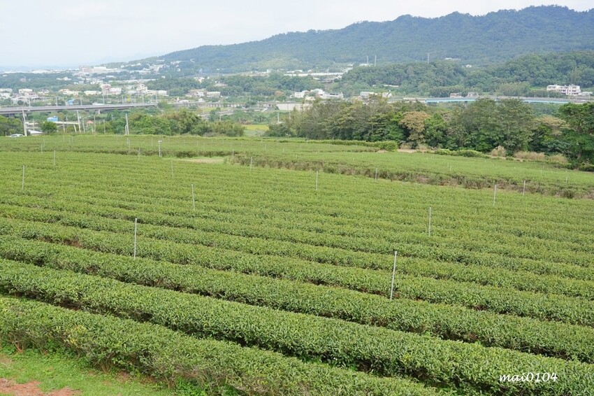 苗栗景點|苗栗銅鑼茶廠~不用跑到高山上也能享受茶園靜謐之美,提供免費停車場、每人入廠費100元可全額折