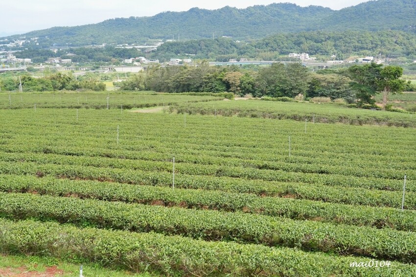 苗栗景點|苗栗銅鑼茶廠~不用跑到高山上也能享受茶園靜謐之美,提供免費停車場、每人入廠費100元可全額折