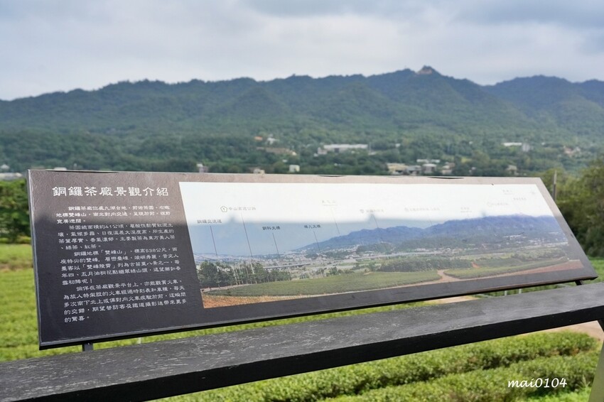 苗栗景點|苗栗銅鑼茶廠~不用跑到高山上也能享受茶園靜謐之美,提供免費停車場、每人入廠費100元可全額折