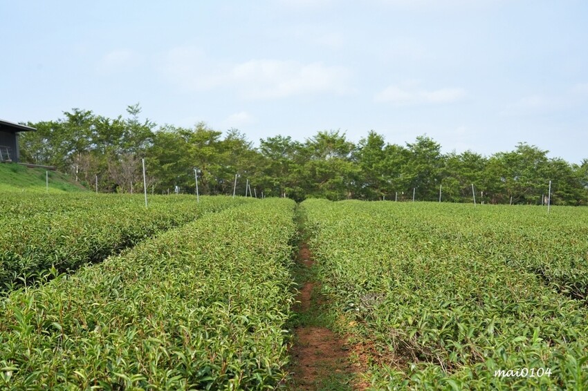 苗栗景點|苗栗銅鑼茶廠~不用跑到高山上也能享受茶園靜謐之美,提供免費停車場、每人入廠費100元可全額折