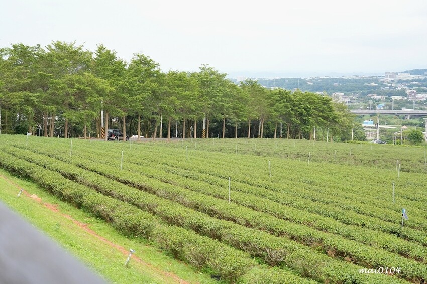 苗栗景點|苗栗銅鑼茶廠~不用跑到高山上也能享受茶園靜謐之美,提供免費停車場、每人入廠費100元可全額折