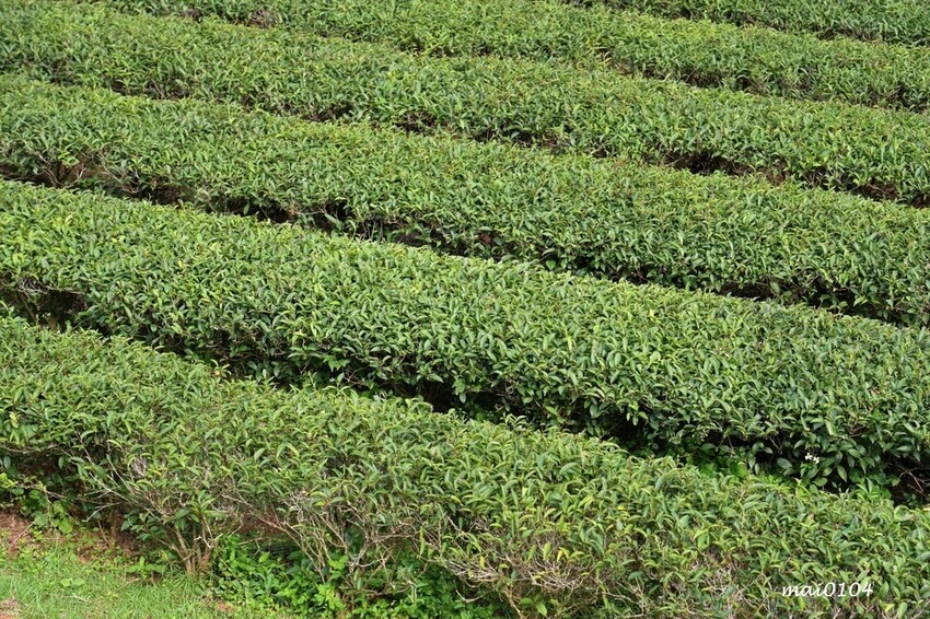 苗栗景點|苗栗銅鑼茶廠~不用跑到高山上也能享受茶園靜謐之美,提供免費停車場、每人入廠費100元可全額折