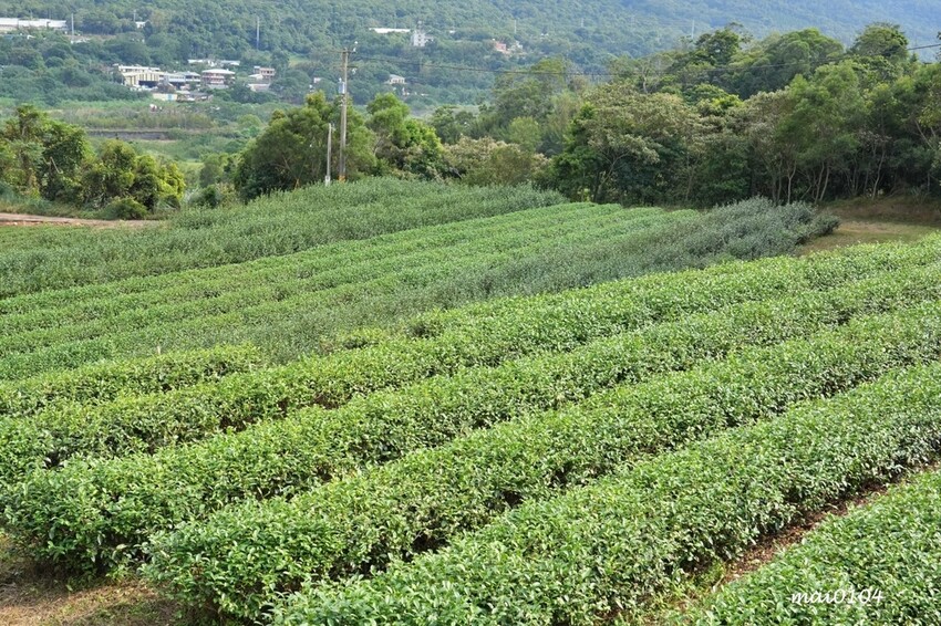 苗栗景點|苗栗銅鑼茶廠~不用跑到高山上也能享受茶園靜謐之美,提供免費停車場、每人入廠費100元可全額折