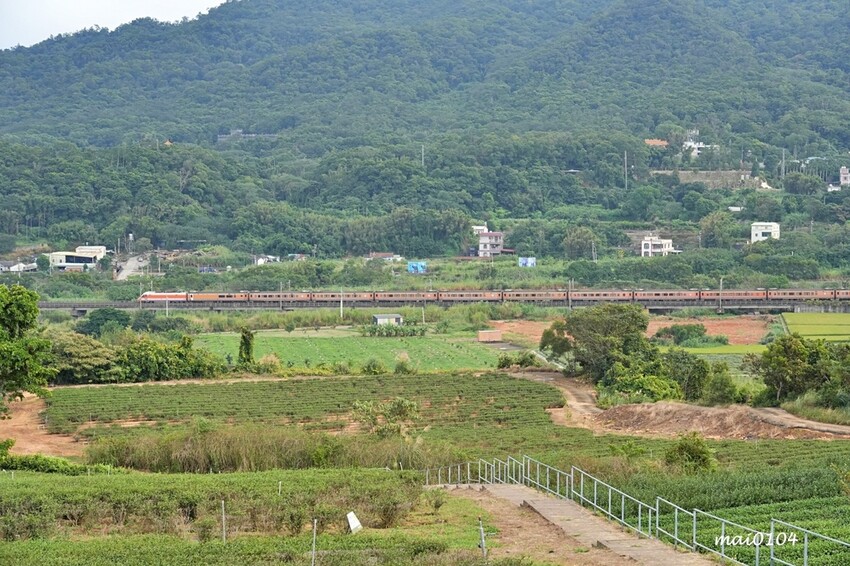 苗栗景點|苗栗銅鑼茶廠~不用跑到高山上也能享受茶園靜謐之美,提供免費停車場、每人入廠費100元可全額折