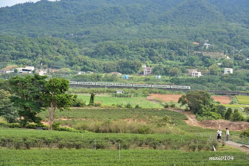 苗栗景點|苗栗銅鑼茶廠~不用跑到高山上也能享受茶園靜謐之美,提供免費停車場、每人入廠費100元可全額折