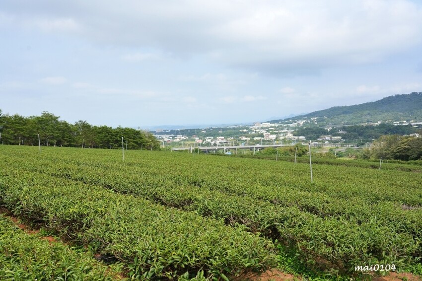 苗栗景點|苗栗銅鑼茶廠~不用跑到高山上也能享受茶園靜謐之美,提供免費停車場、每人入廠費100元可全額折