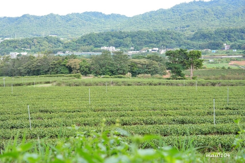 苗栗景點|苗栗銅鑼茶廠~不用跑到高山上也能享受茶園靜謐之美,提供免費停車場、每人入廠費100元可全額折
