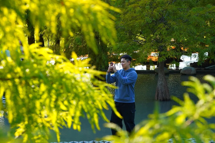 泰安落羽松，羽粼落羽松，又到了落羽松季節囉!