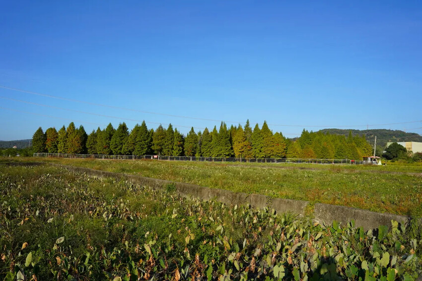 泰安落羽松，羽粼落羽松，又到了落羽松季節囉!