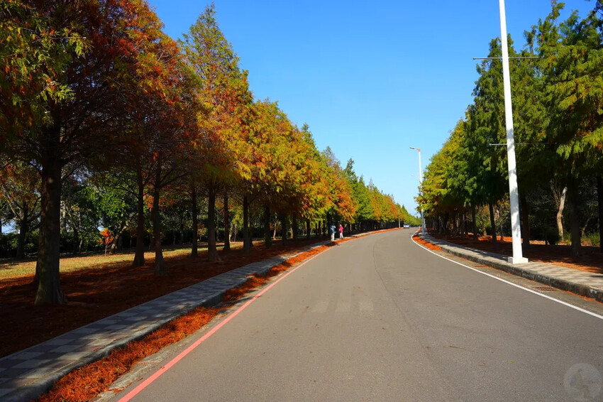 后里落羽松大道,延綿約1公里私房秘境落羽松大道,兩側落羽松免費參觀