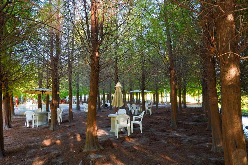 泰安落羽松，羽粼落羽松，又到了落羽松季節囉!