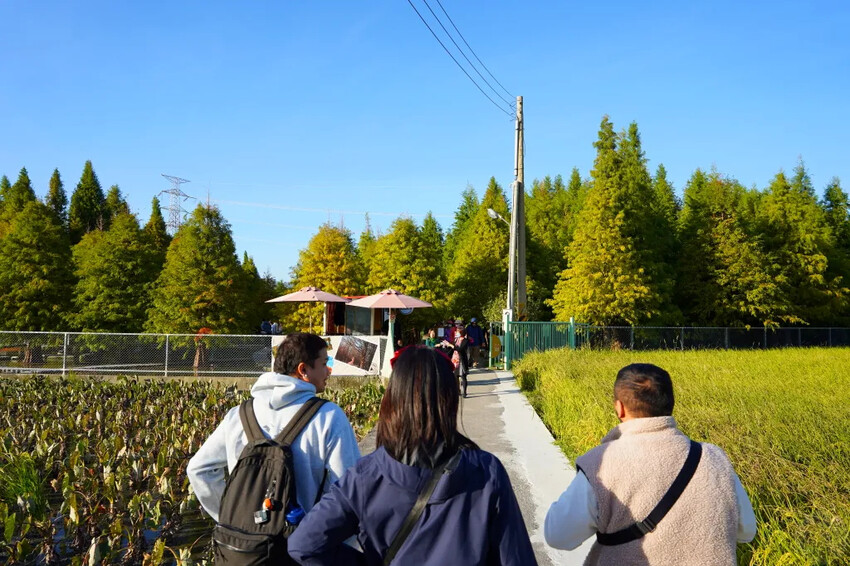 泰安落羽松，羽粼落羽松，又到了落羽松季節囉!