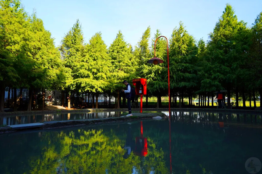 泰安落羽松，羽粼落羽松，又到了落羽松季節囉!