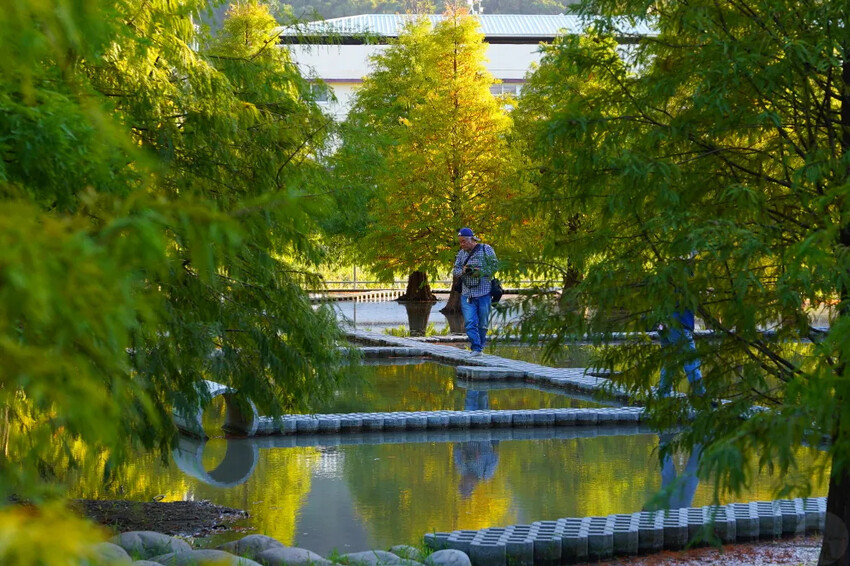 泰安落羽松，羽粼落羽松，又到了落羽松季節囉!